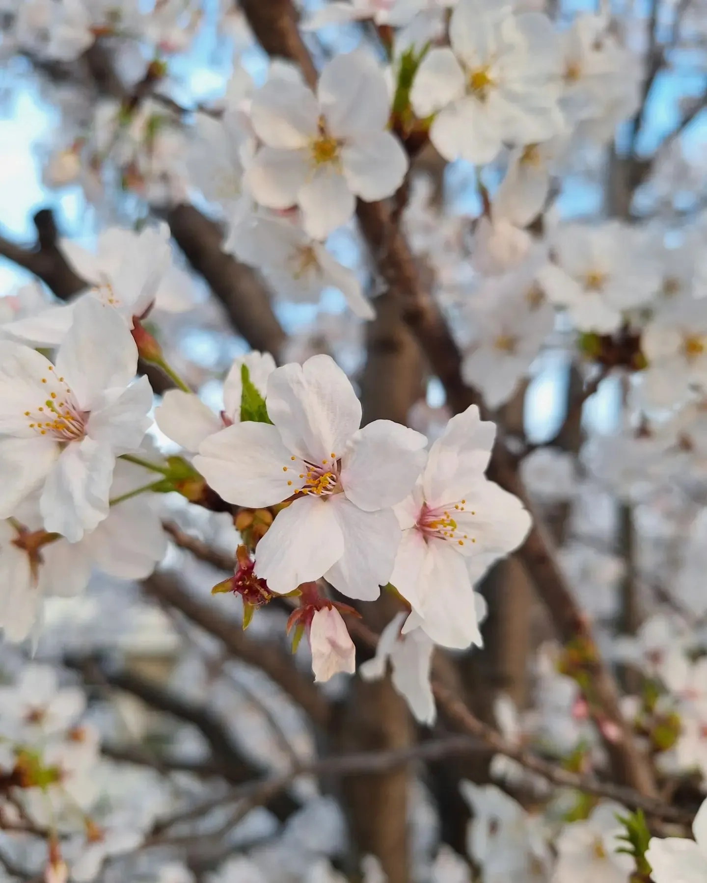 ちょうど満開の、安威川沿いの桜たち🌸