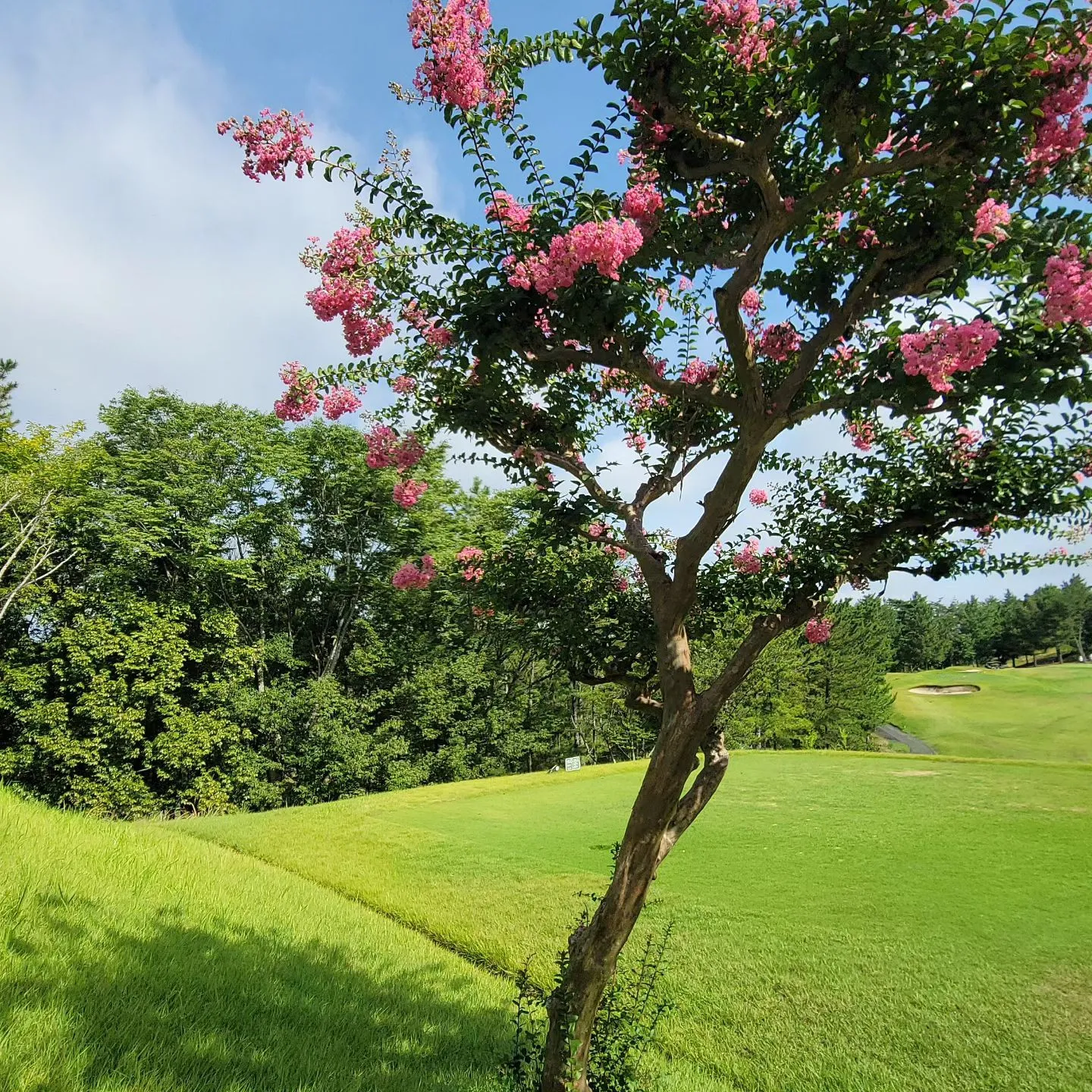 暑さに負けず咲いていたのは百日紅の花