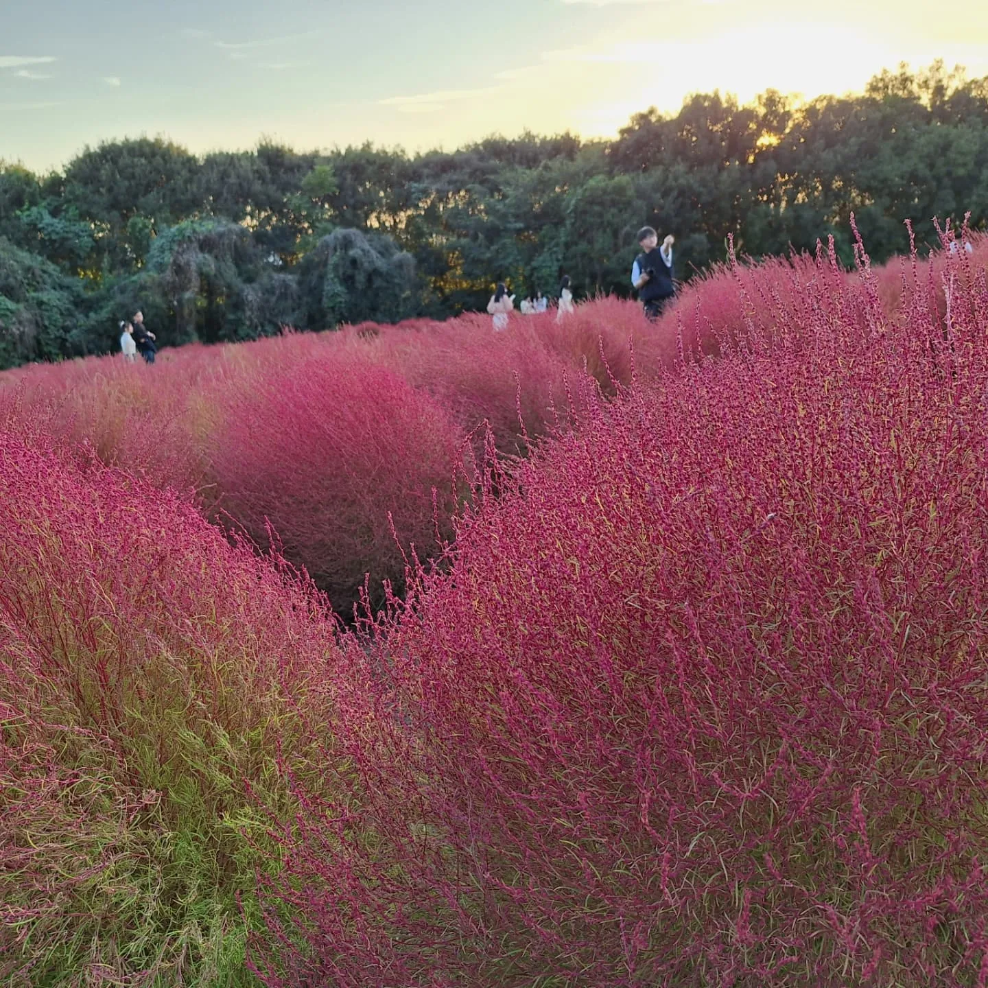 万博記念公園✨