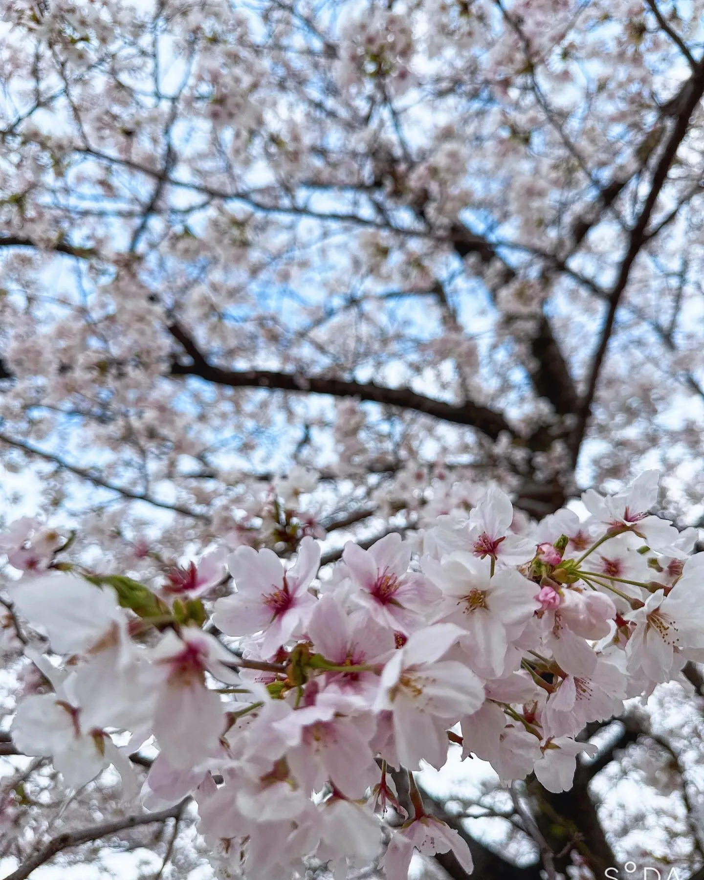 万博にお花見🌸に行ってきました〜〜！