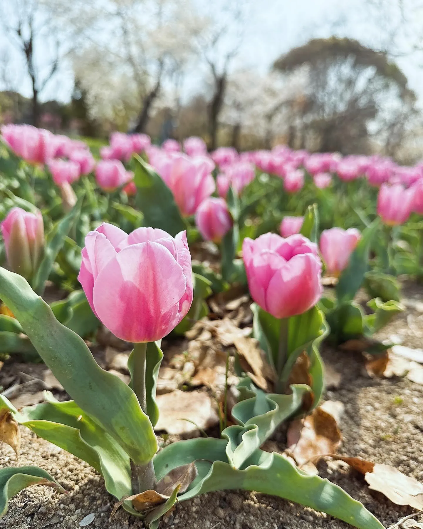 万博にお花見🌸に行ってきました〜〜！