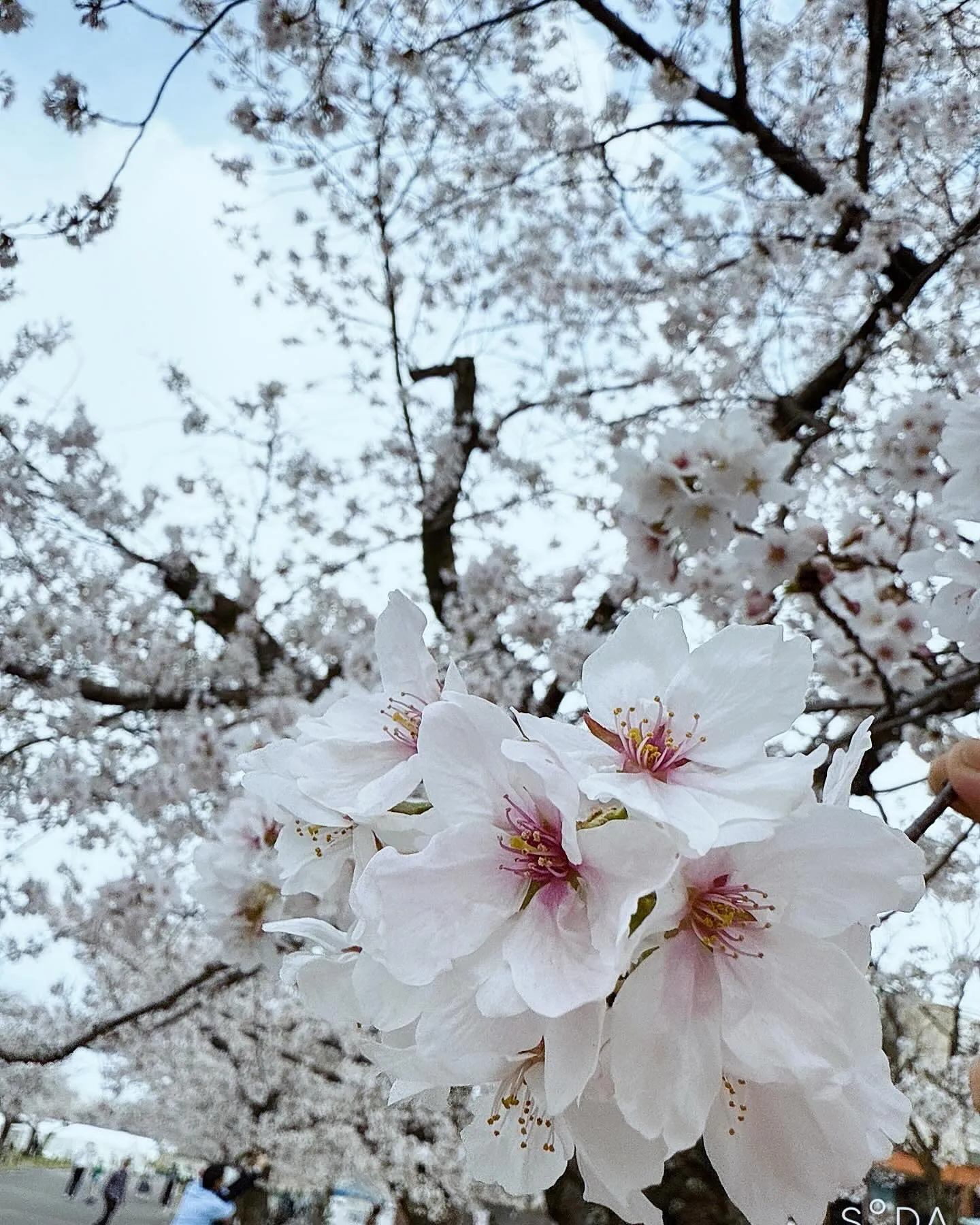 万博にお花見🌸に行ってきました〜〜！