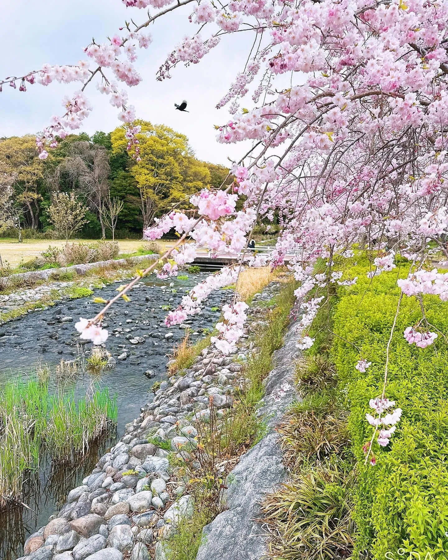 万博にお花見🌸に行ってきました〜〜！