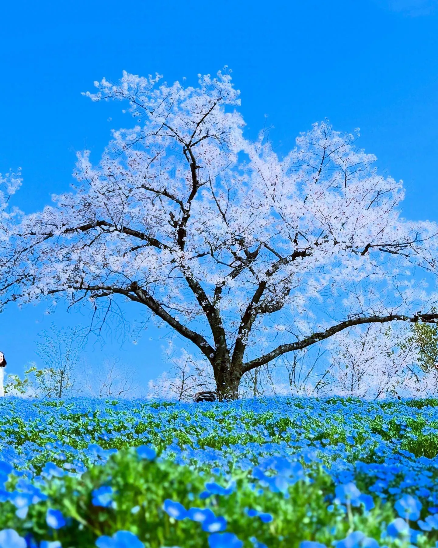 万博にお花見🌸に行ってきました〜〜！