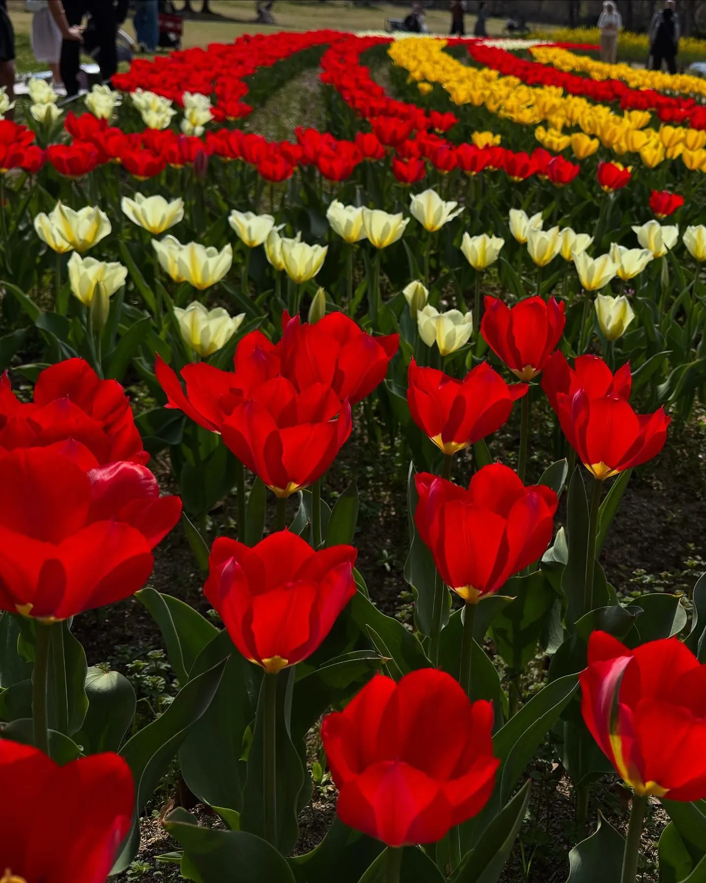 万博にお花見🌸に行ってきました〜〜！
