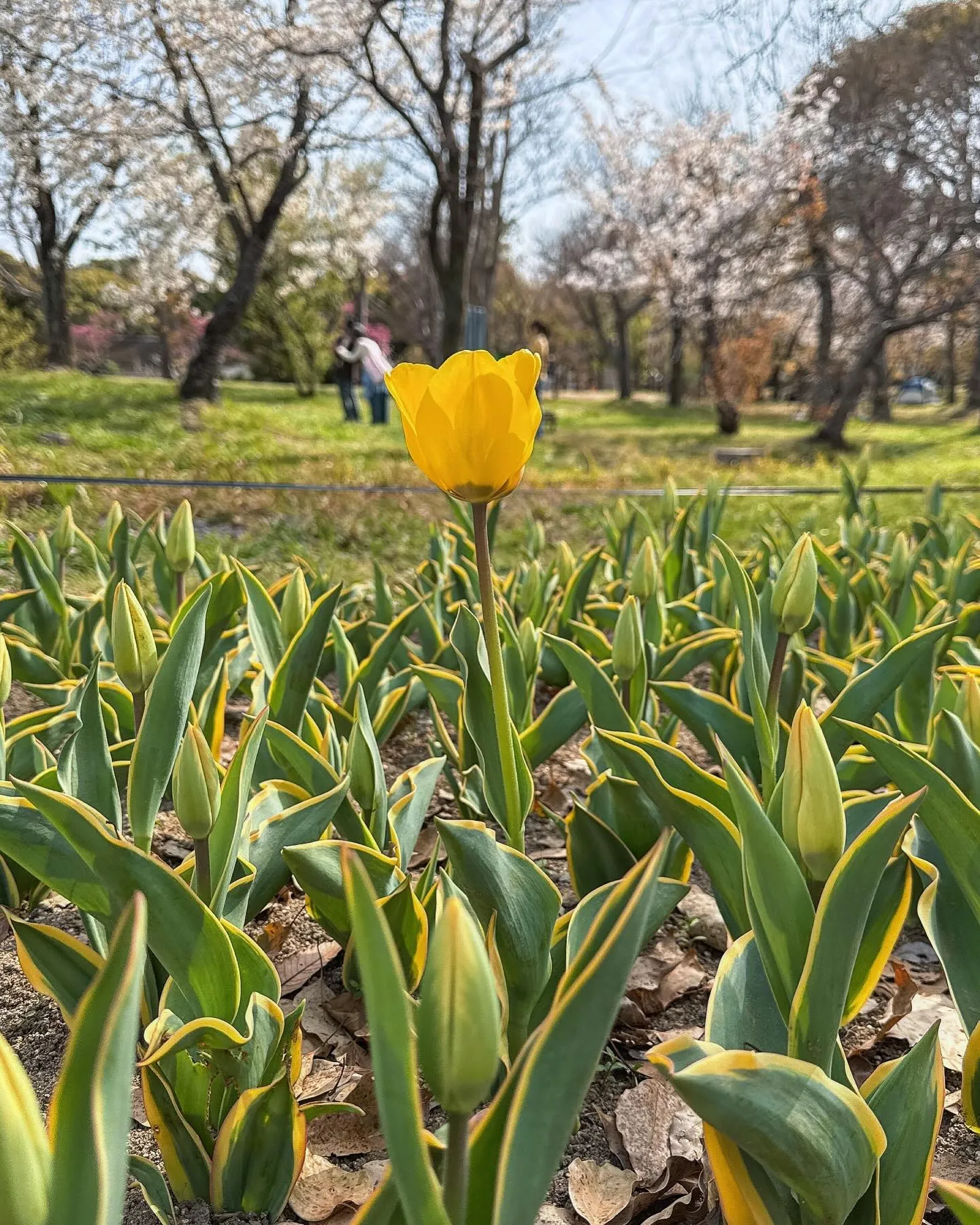 万博にお花見🌸に行ってきました〜〜！