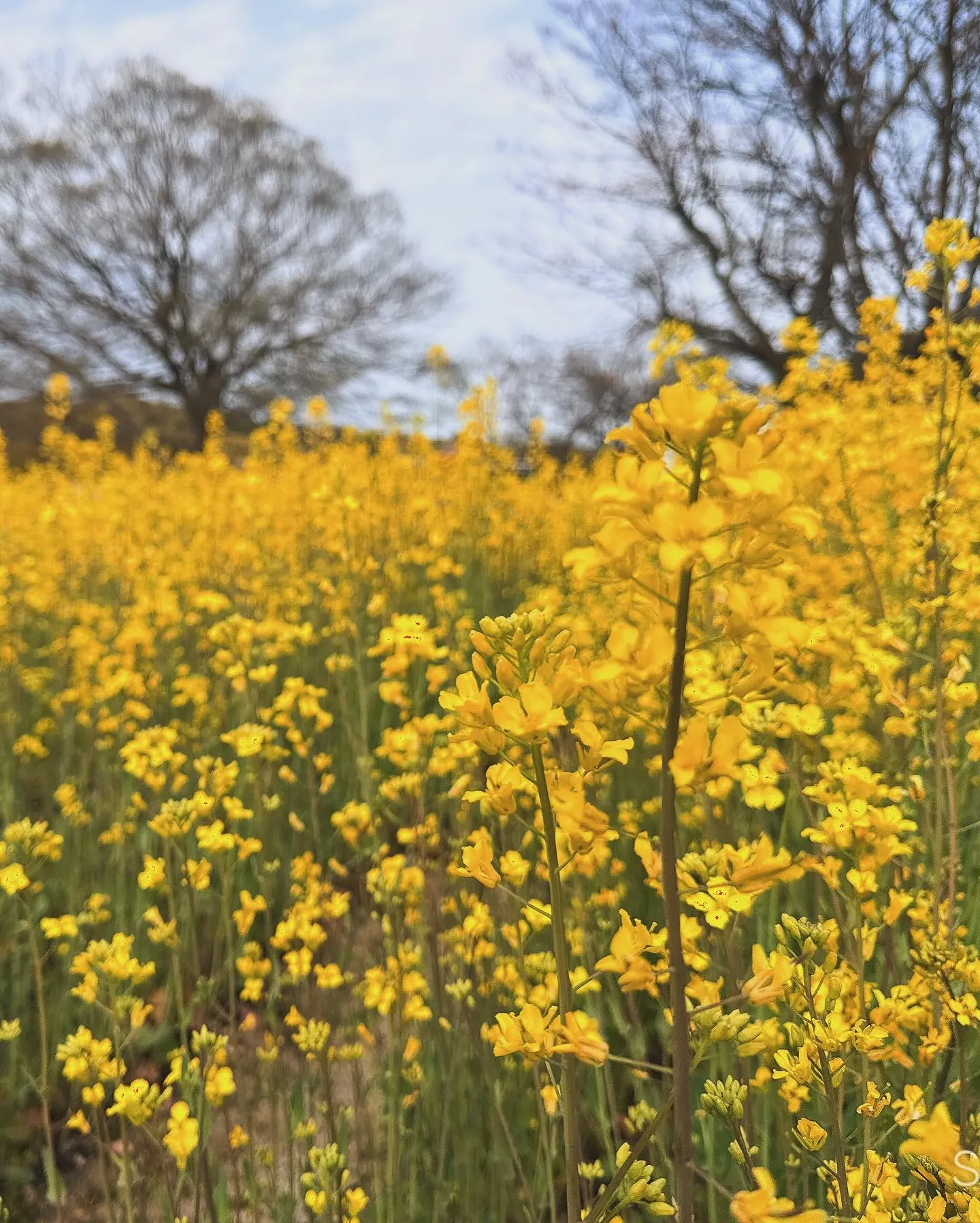 万博にお花見🌸に行ってきました〜〜！