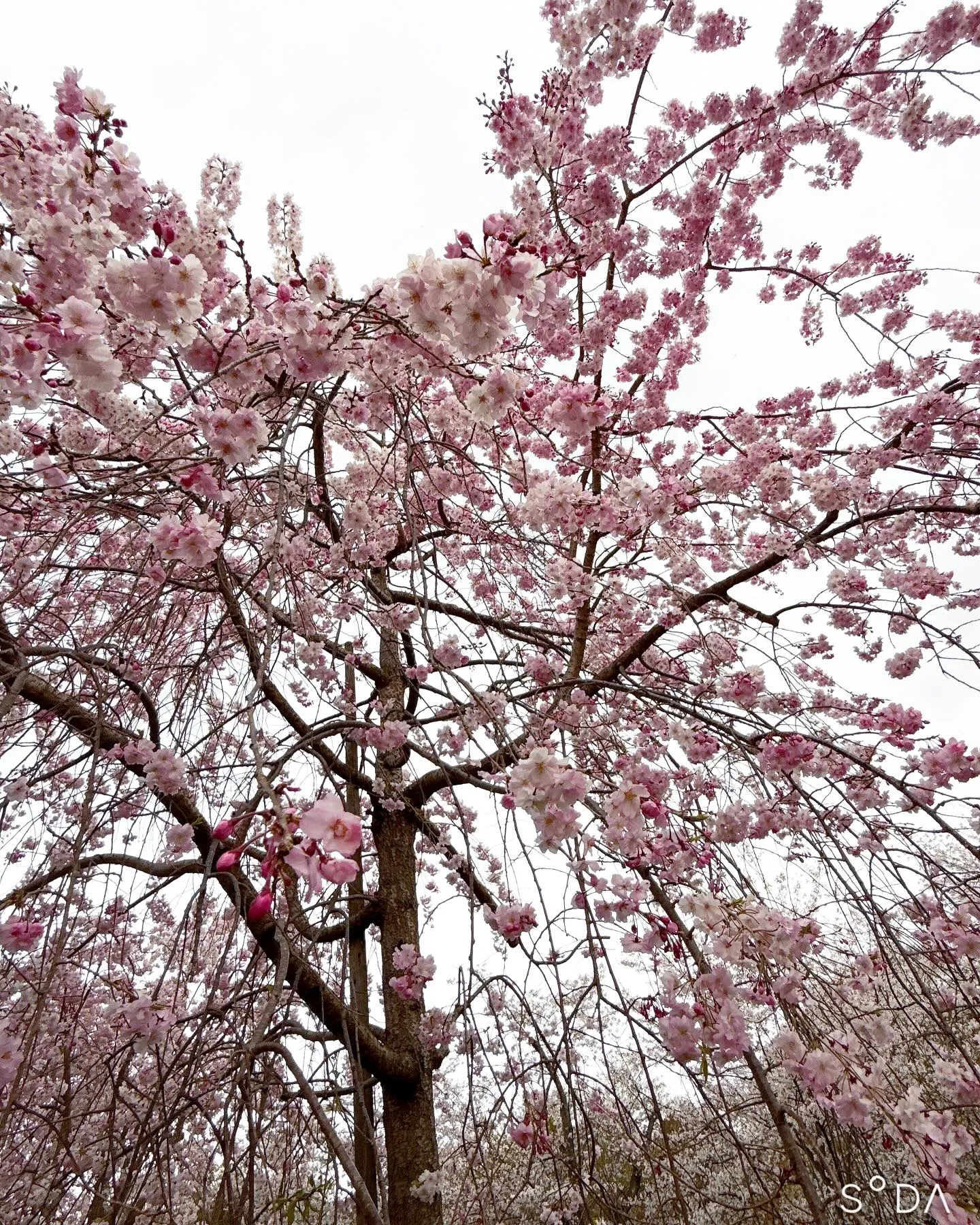 万博にお花見🌸に行ってきました〜〜！