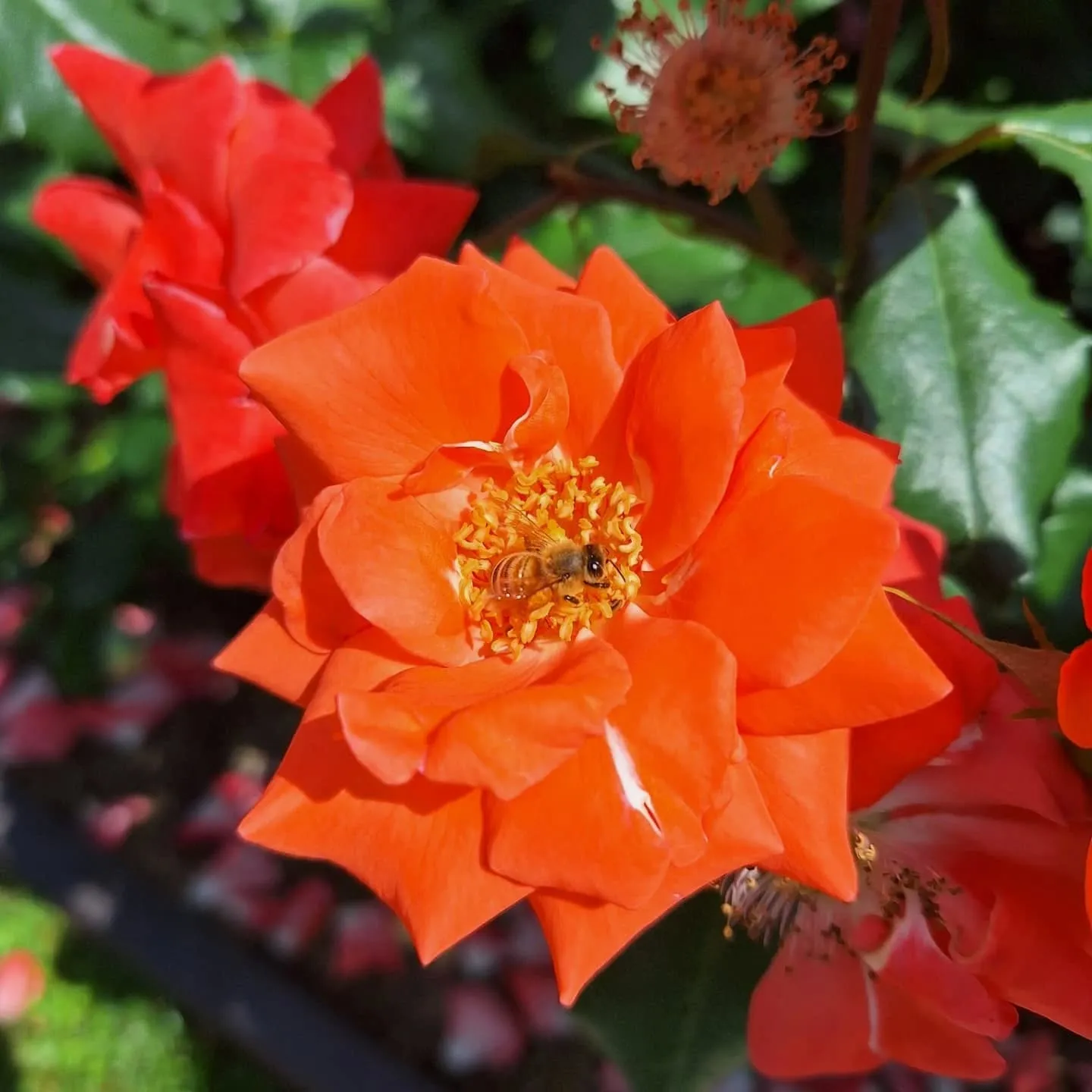 中之島バラ園🌹