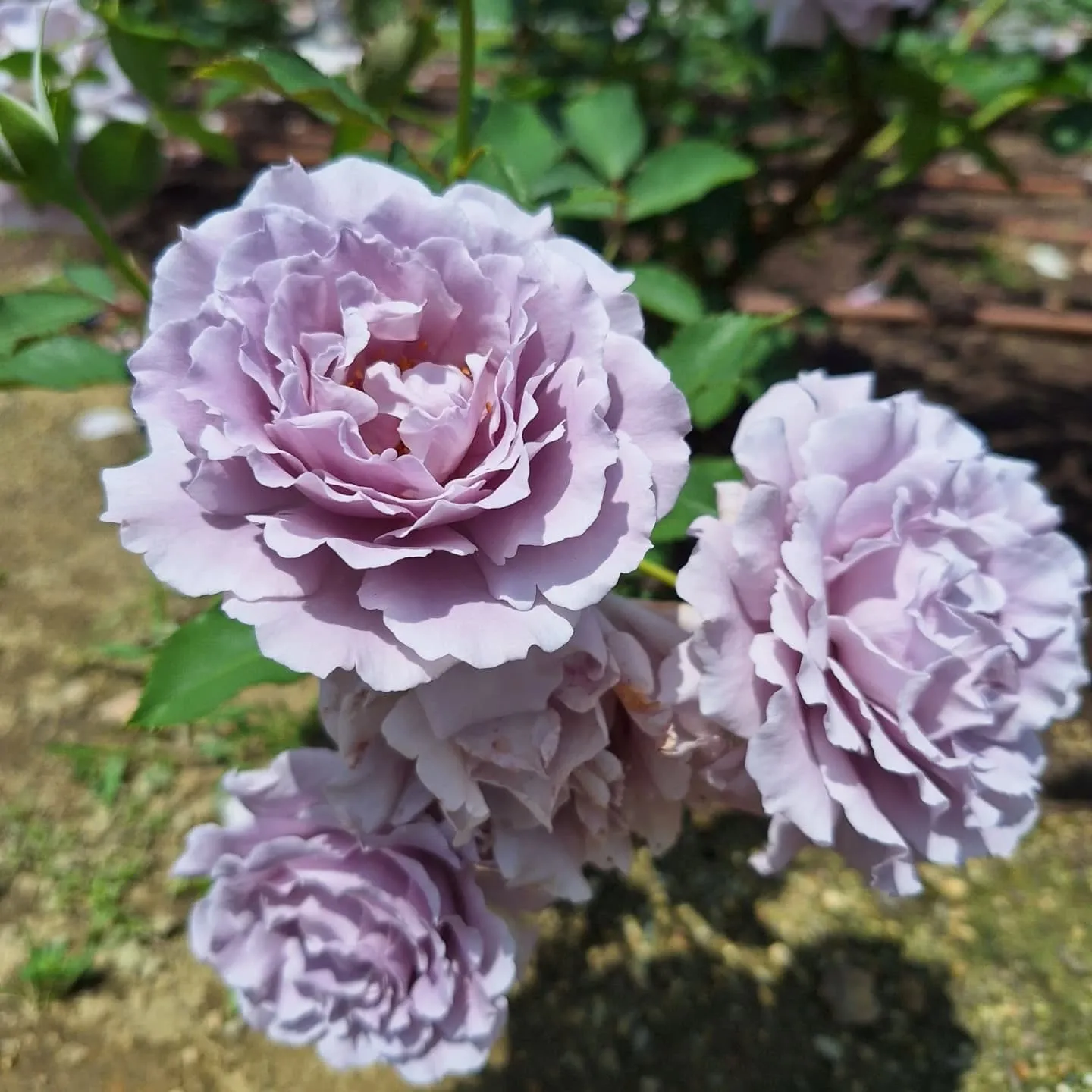 中之島バラ園🌹