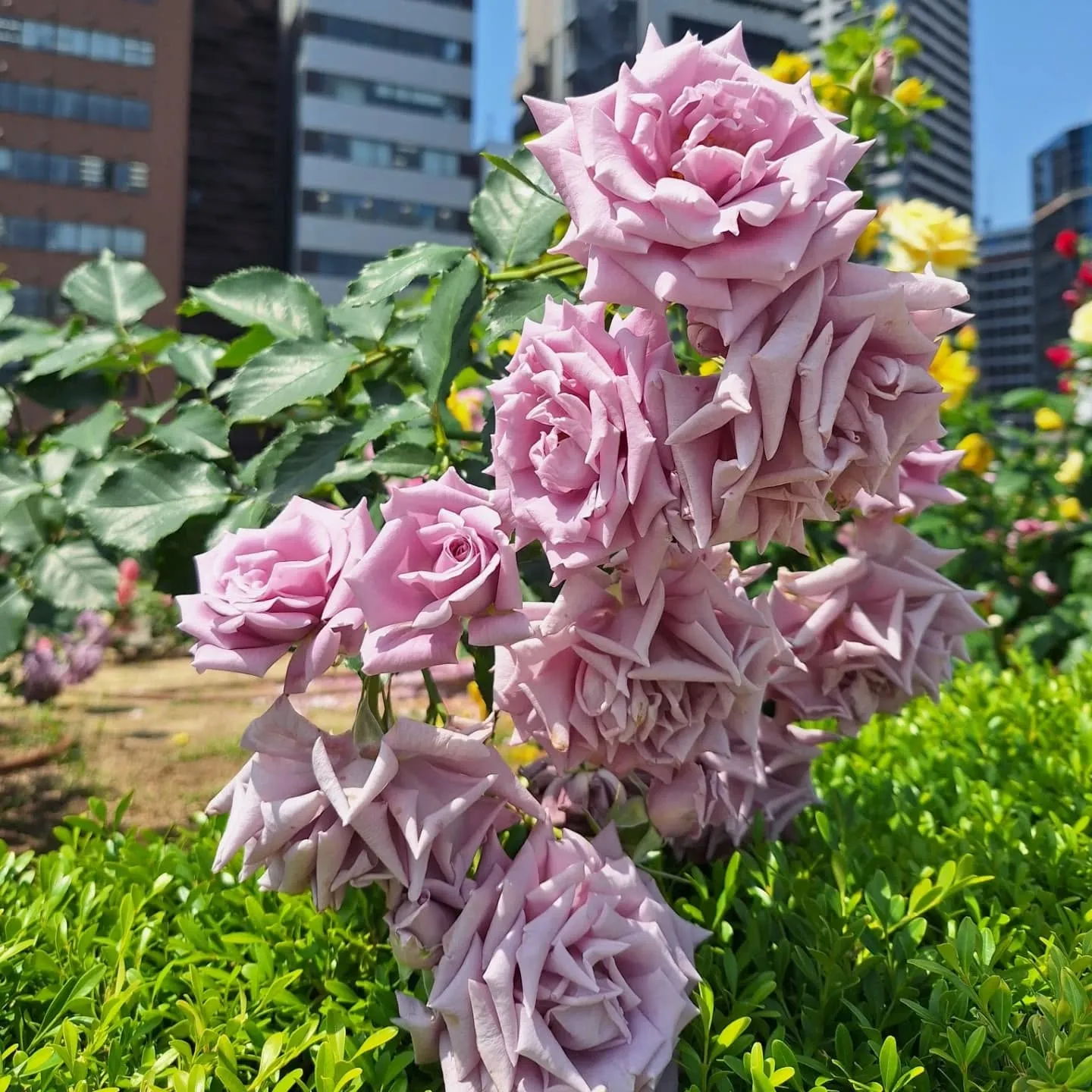 中之島バラ園🌹