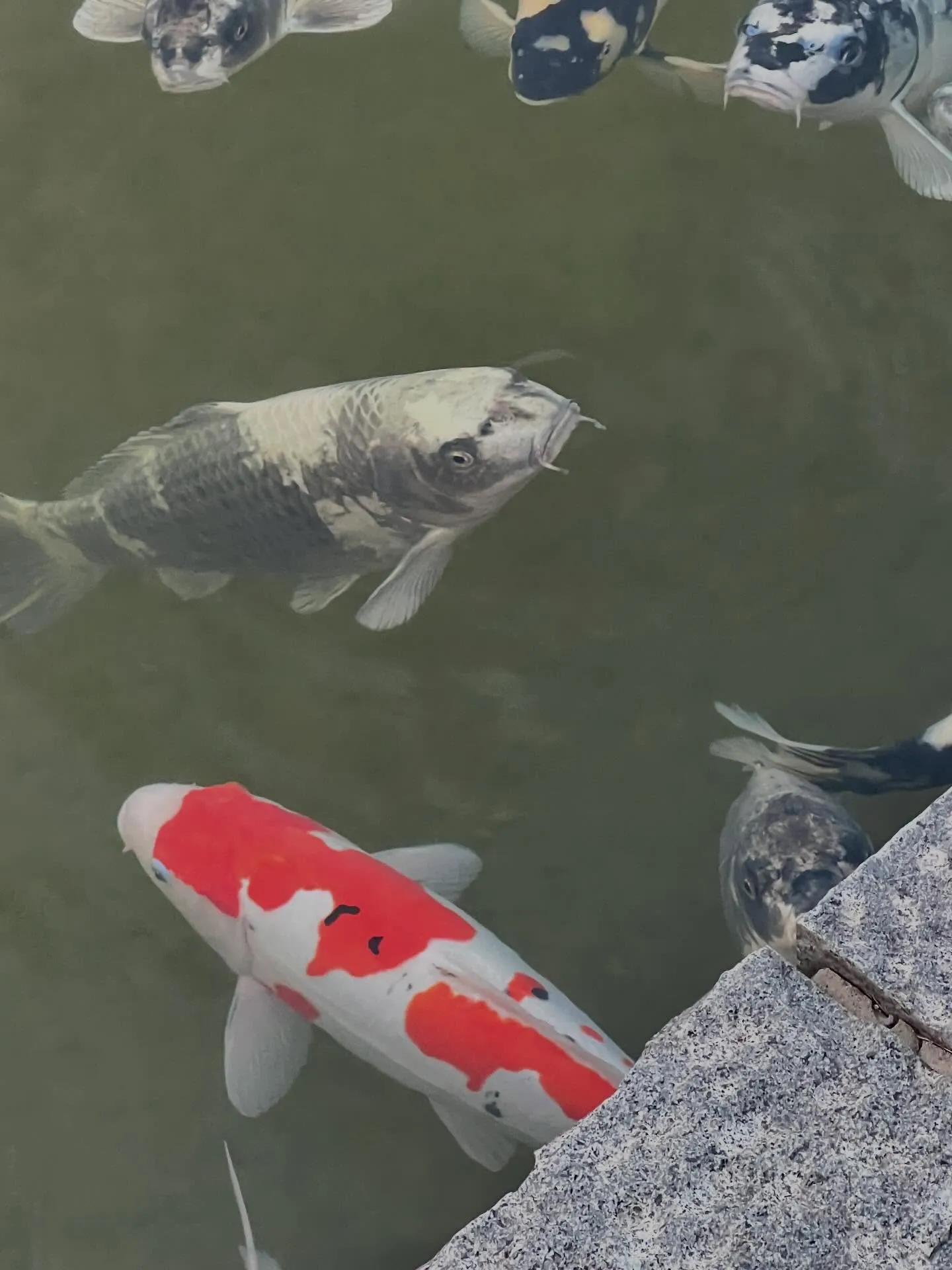 明けましておめでとうございます！